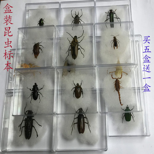 真虫小动物昆虫蝴蝶标本透明盒学生教学拍摄道具甲虫科普展示收藏