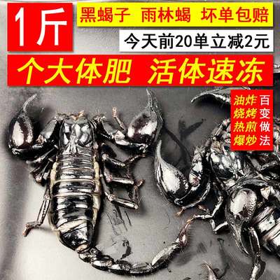 鲜活速冻大黑蝎子王府井烤雨林蝎活体冷冻烧烤油炸泡酒生鲜昆虫宴 清江浦 淘优券