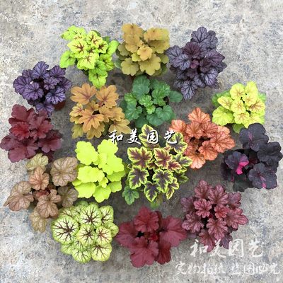 矾根盆栽耐寒彩叶草花园调色板多年生可露天过冬包邮 虎窝淘