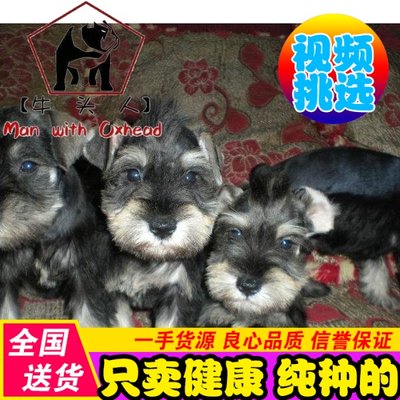 纯种健康迷你型雪纳瑞幼犬犬舍广州赛级血统雪纳瑞活体宠物fd 虎窝淘