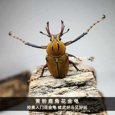 21黄粉鹿角花金龟公虫母虫对虫活体宠物昆虫甲虫科普教学标本 虎窝淘