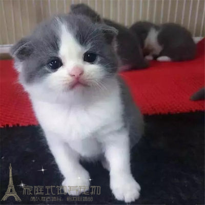 上海出售纯种英短蓝白猫英短蓝白折耳猫英国短毛猫幼猫活体健康p 虎窝淘