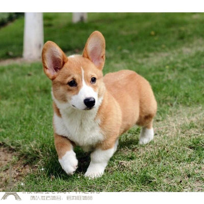 短腿柯基犬威尔士柯基幼犬活体宠物狗狗柯基赛级小型犬出售g 虎窝淘