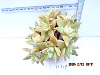 黄金表丽娜多肉植物一物一拍特价清仓冬云进口稀有木质化群生老桩 虎窝淘
