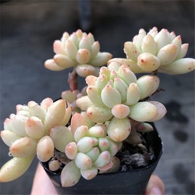 多肉植物柳叶莲华周正单头造型老桩非果冻乙女心一物一拍满包邮 虎窝淘