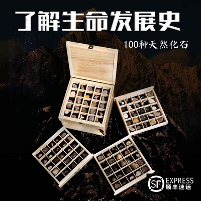 天然100种古生物化石狼鳍鱼动物植物三叶虫菊石化石标本礼盒套装 虎窝淘