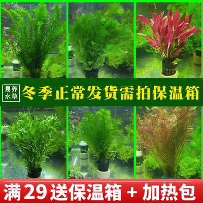 阴性水草草缸中后景活体植物懒人易养造景装饰植物绿菊蜈蚣草牛毛 虎窝淘