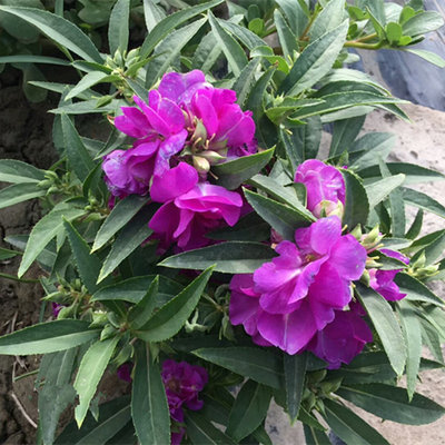 凤仙花种子花种四季开花染指甲室外盆栽花苗庭院阳台重指甲花种籽 虎窝淘