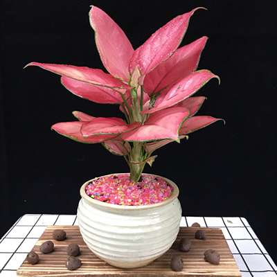 如意皇后室内花水培吉祥花净化空气观叶植物盆栽火红万年青吉利红 虎窝淘