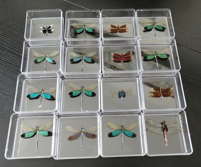 真昆虫蜻蜓蝉蝴蝶标本盒装科普教学拍照摄影道具学生生日礼物 虎窝淘
