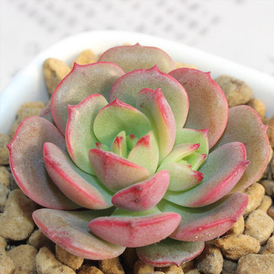 多肉砍头苗艾格尼斯玫瑰驱蚊美观趣味多肉种苗多肉植物 虎窝淘