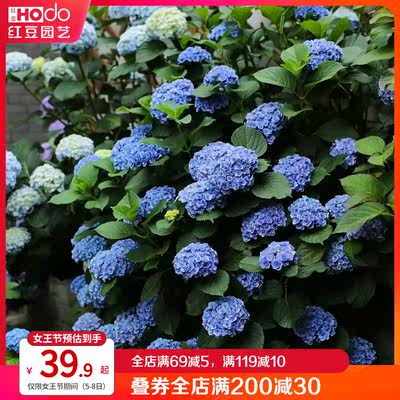 妖精之吻妖精之瞳绣球花盆栽大老桩苗日系品种妖精家族重瓣玫瑰型 虎窝淘