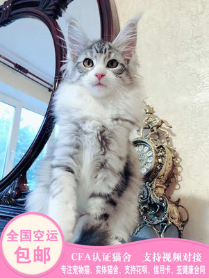 缅因猫幼猫活体银虎斑缅因猫红虎斑纯白纯黑纯蓝烟灰缅因猫狮子猫 虎窝淘