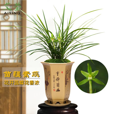 艾莹兰花苗春兰老种苗疆素蕊冬带浓香花苞出售室内好养花卉盆栽 虎窝淘