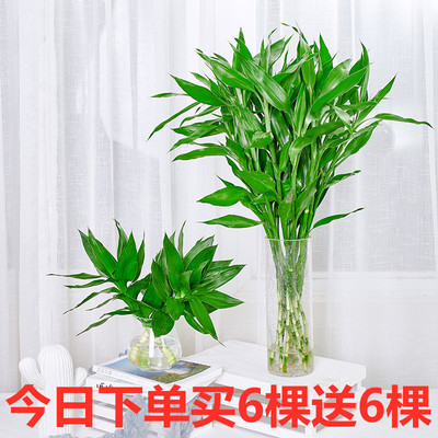 水培大叶富贵竹水养绿萝水竹子盆栽植物花卉室内客厅转运竹节节高 虎窝淘
