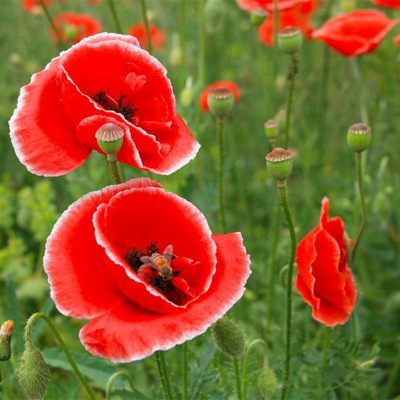 多年生冰岛虞美人种子混色花籽景观绿化花种子丽春花草种子 虎窝淘