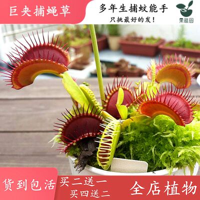 巨夹捕蝇草 四季驱蚊食虫植物盆栽食人花大食虫草捕蚊绿植盆栽 虎窝淘