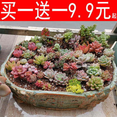 长条大口径多肉花盆陶瓷包邮特大号阳台长方形肉肉花盆特价清仓 虎窝淘