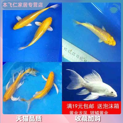黄金龙凤白金龙凤银鳞黄金锦鲤活体长尾 种观赏鱼冷水淡水鱼金鱼 虎窝淘