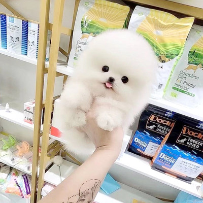 俊介犬 价格 图片 淘宝天猫俊介犬优惠商品大全 综合排序 虎窝淘