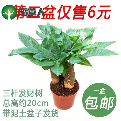 三杆发财树盆栽步步高招财碧玉植物室内客厅桌面小型花卉净化空气 虎窝淘