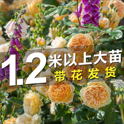 藤本月季盆栽地栽蔷薇花苗爬藤四季开花玫瑰花卉欧月大苗带花苞 虎窝淘