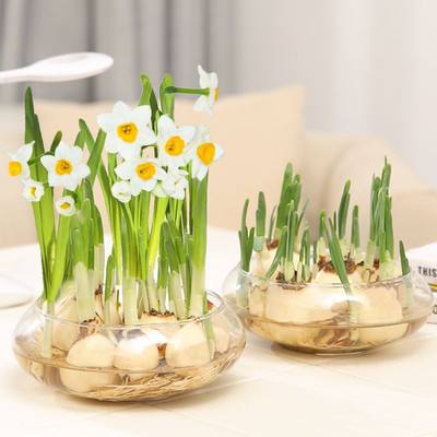 水仙花盆栽水养 价格 图片 淘宝天猫水仙花盆栽水养优惠商品大全 5 综合排序 虎窝淘