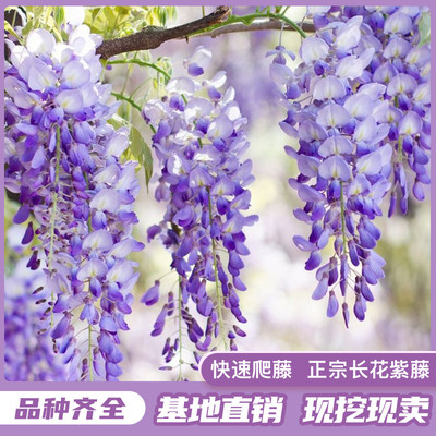 多花紫藤花苗树苗爬藤植物攀援花卉庭院围墙四季开花蔓藤紫老桩 虎窝淘