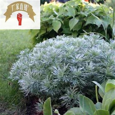朝霧 相关商品 价格 图片 优惠券 朝霧相关淘宝天猫折扣查询 5 淘优券