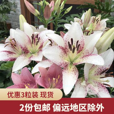 乔乔花屋荷兰进口百合花种球多苞斑点百合系列多个