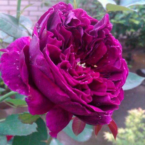 皇宫 浓香切花月季花苗盆栽强香勤花直立浓赤暗紫或红紫色以后 皇宫 浓香切花月季花苗盆栽强香勤花直立浓赤暗紫或红紫色以后