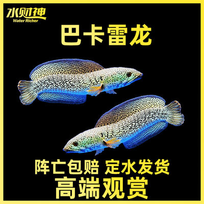 雷龙鱼】价格_图片_淘宝天猫雷龙鱼优惠商品大全_高价排序- 虎窝淘