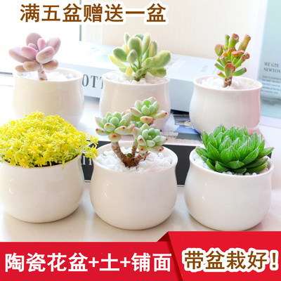多肉植物姬玉露熊童子吉娃娃办公室内客厅桌面办公桌微型迷你盆栽 虎窝淘