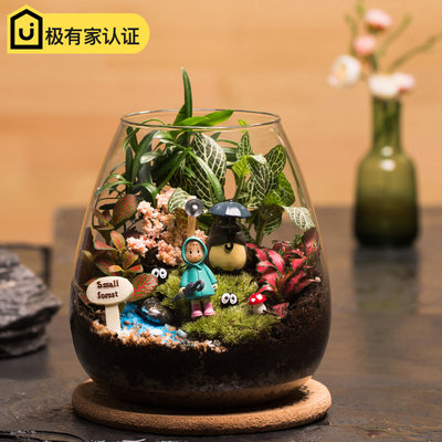 苔藓微景观生态瓶龙猫玻璃花房创意迷你植物礼物diy成品桌面绿植 虎窝淘