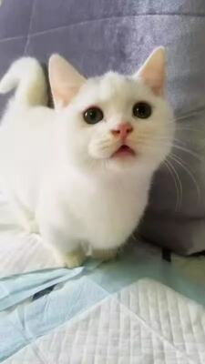 血统曼基康矮脚猫曼奇金拿破仑短腿猫黑梵全白种公种母可空运 虎窝淘