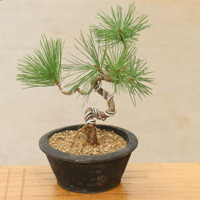 日本黑松树苗黑松小盆景黑松盆景苗黑松盆栽花卉黑松盆景素材苗 虎窝淘