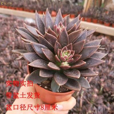 黑美人多肉植物组合盆栽老桩超萌多肉室内植物净化空气花草邦 超超超杂货店 淘优券