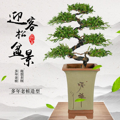 花舞雪日本进口花吹雪促花肥植物营养液有机肥料开花神器盆栽家用 虎窝淘