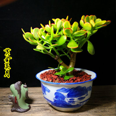 黄金花月盆栽姬花月新花月锦三色花月玉树盆栽多肉植物黄金花月 虎窝淘