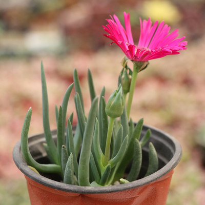 多肉植物奔龙多头群生佛手托金盆栽花卉肉肉植物办公室内绿植 虎窝淘