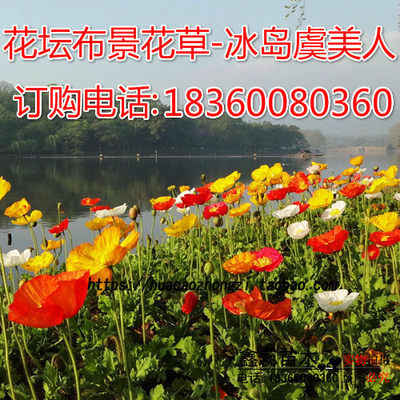 多年生冰岛虞美人种子混色花籽景观绿化花种子丽春花草种子 虎窝淘