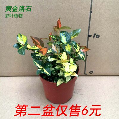 黄金洛石盆栽花叶彩叶络石花卉室内客厅办公阳台庭院耐寒藤蔓植物 虎窝淘