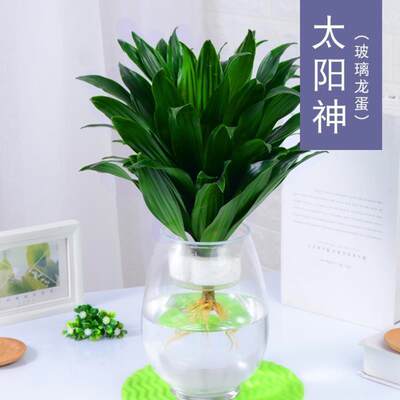 观音竹富贵竹水培植物盆栽莲花竹室内办公室水养绿植带花盆包邮 虎窝淘