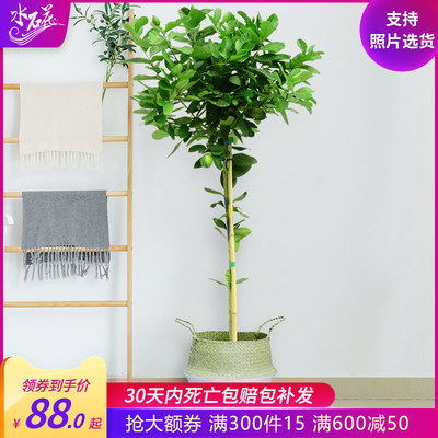 香水柠檬尤力克柠檬树室内客厅大型盆栽带花带果网红绿植花卉 虎窝淘