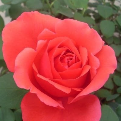 南阳伊诺月季 绯扇 大花国月庭院扦插嫁接花朵超大四季开花勤花 虎窝淘