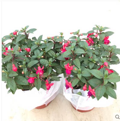 重瓣倒挂金钟花苗盆栽阳台垂吊花卉四季开花易种金钟花带花发货 虎窝淘