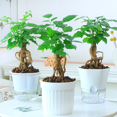 幸福树绿宝小富贵绿植小盆栽水培花卉植物办公室内盆景四季常青 虎窝淘