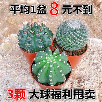 短毛丸 淘宝天猫优惠券折扣 短毛丸相关商品大全价格图片搜索赛选 综合排行 虎窝淘