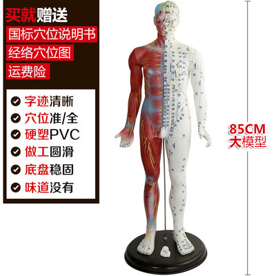 王太医人体经络穴位模型男女全身穴位中医教学超大号85cm人体模型 虎窝淘