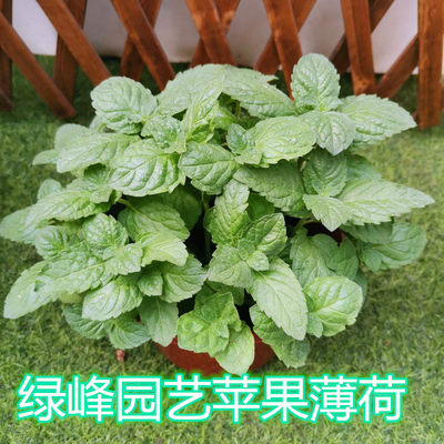 薄荷紫苏植物可食用香草罗勒百里香迷迭香九层塔香料霍香蔬菜好养 虎窝淘